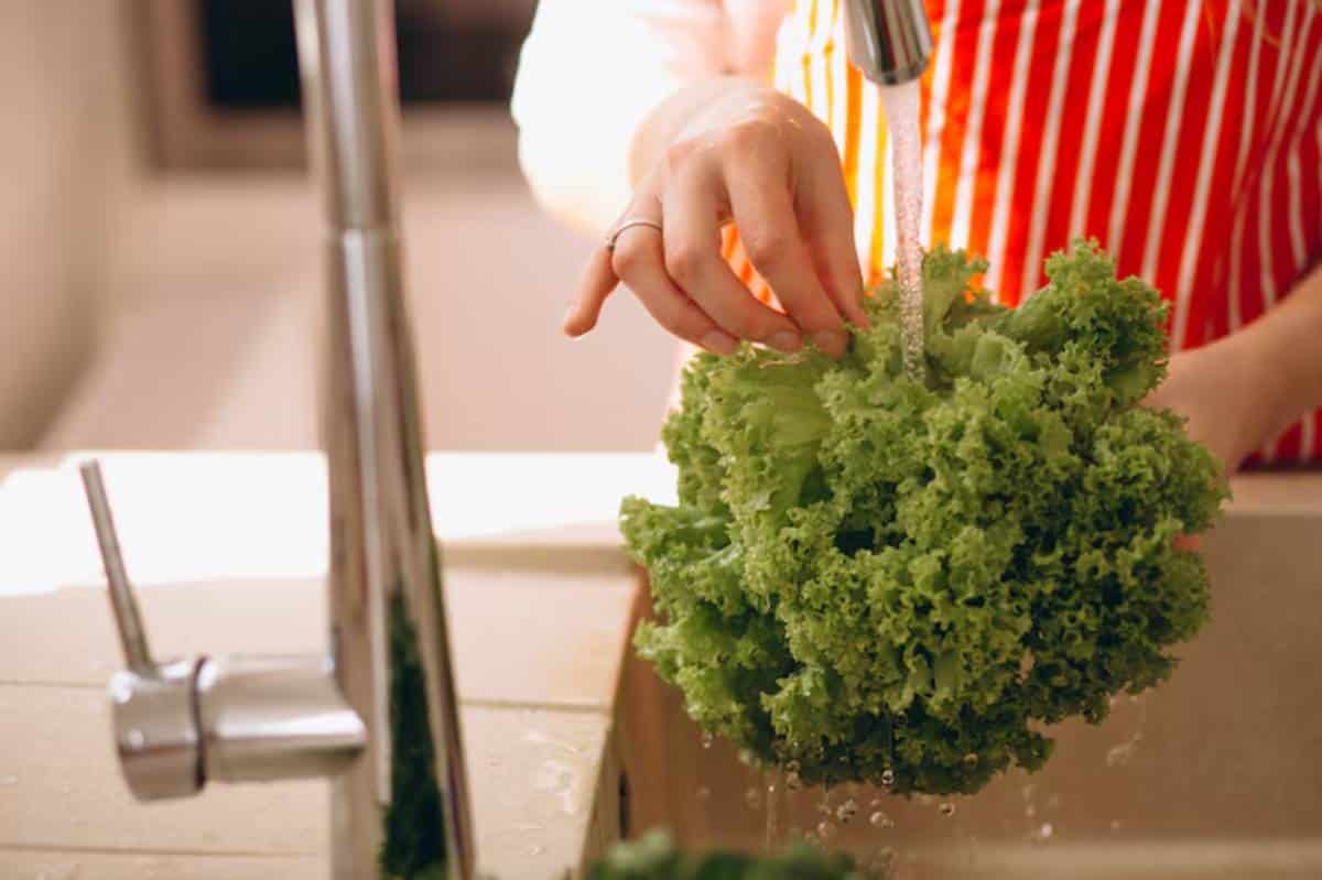 A person in an apron rinses a large head of green lettuce under running water in a kitchen sink.